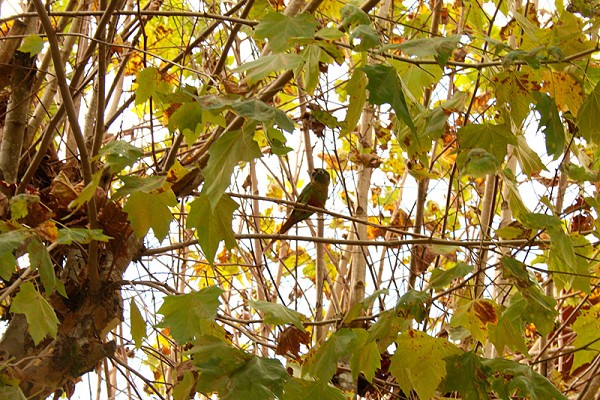 330_112442_outono-7_146.jpg