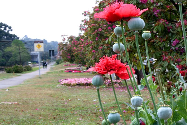 920_16412_primavera-campos-do-jordao-4_161.jpg