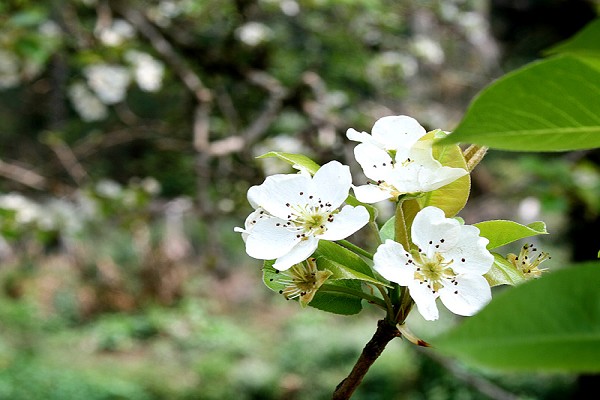 920_164240_primavera-campos-do-jordao-7_161.jpg
