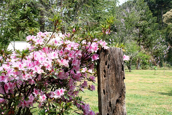 920_16442_primavera-campos-do-jordao-8_161.jpg