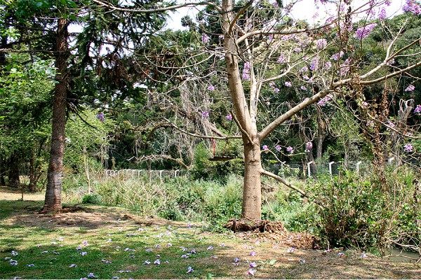 920_164518_primavera-campos-do-jordao-11_161.jpg