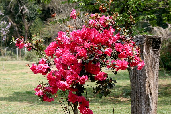 920_16460_primavera-campos-do-jordao-12_161.jpg