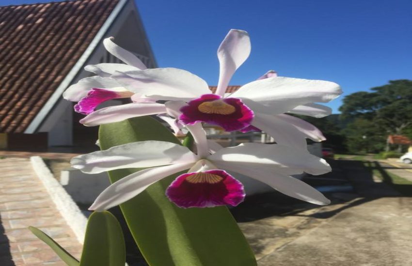 Pousada-Recanto-das-Orquídeas-5