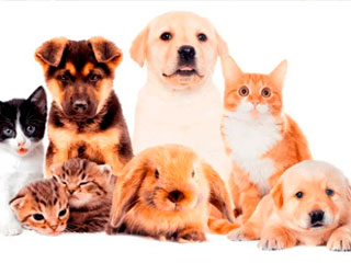 Animais e Cia