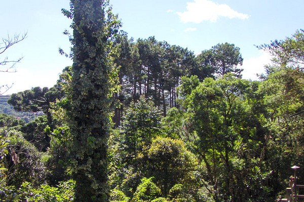 campos-verde-_2-5.jpg
