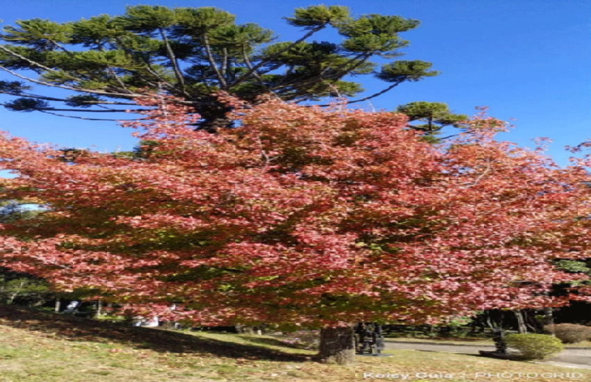 keisy-guia-de-turismo-campos-do-jordao-07