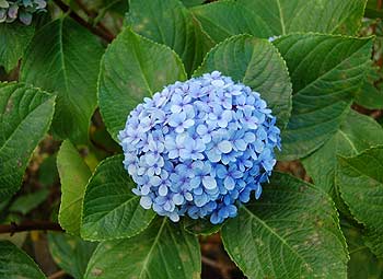 Hortênsia