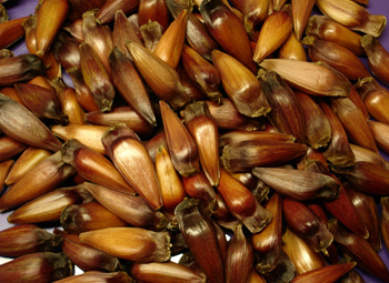 Pinhao